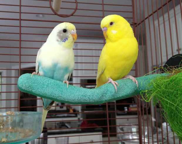 parrot toys pets at home