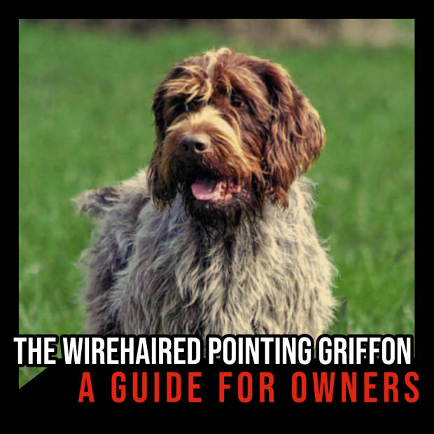 are pointing griffons good dogs