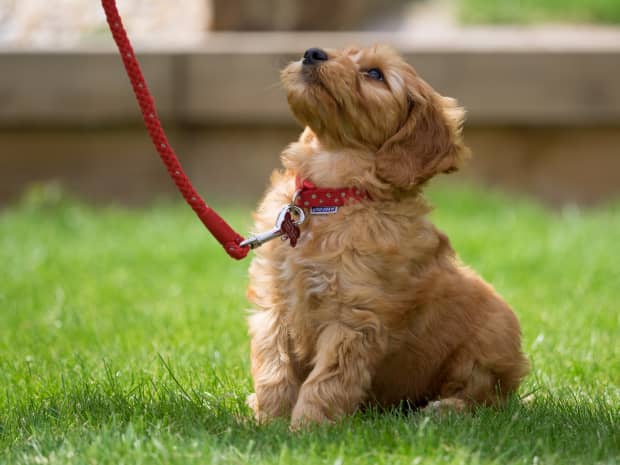 cockapoo collar and lead