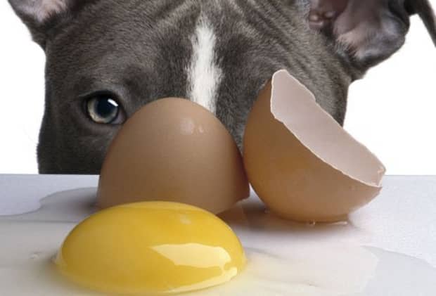 can i crack an egg in my dogs food