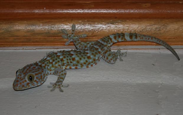 How to Rid Your Home of Lizards - Dengarden