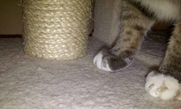 plastic caps for cat claws