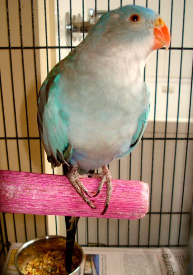 princess parrot captive diet