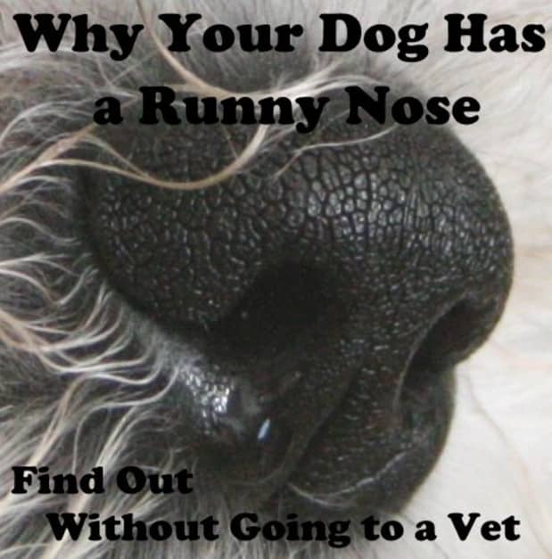 dog has stuffed up nose