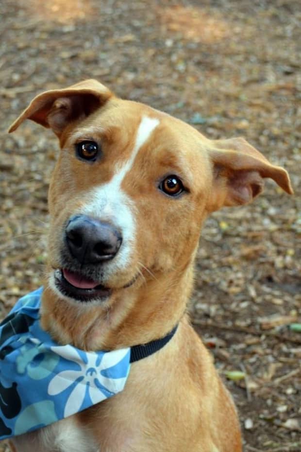 why do dogs wear bandanas