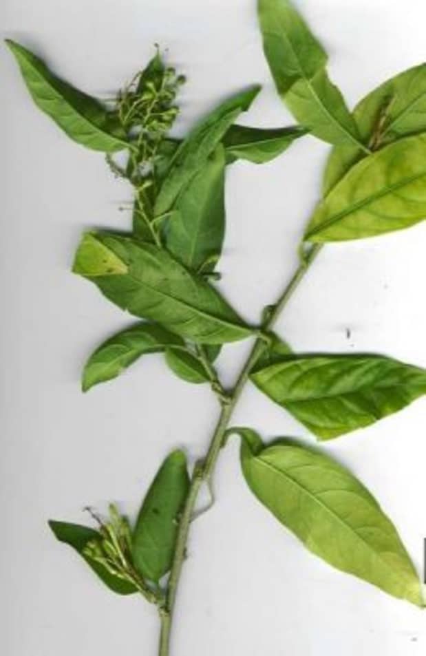 night blooming jasmine cuttings