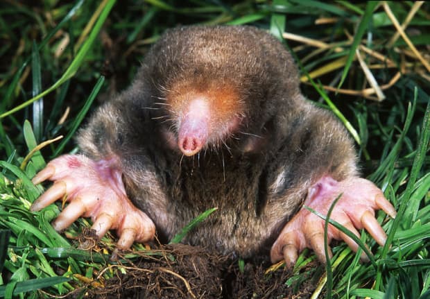 Moles In Your Yard And Garden, Baby Mole In My Basement
