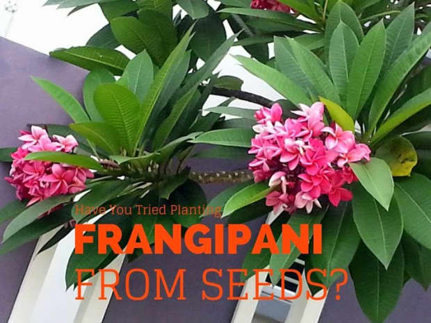 Plumeria/Frangipani/Plants/"Vawwan"/ 50 seeds New 