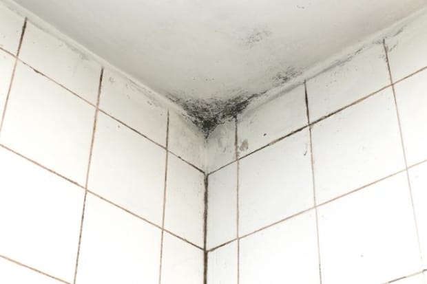 Tips For Painting Moldy Bathroom Walls And Ceilings Dengarden - What To Use Clean Mold On Bathroom Walls Before Painting Tips For Painting Moldy Bathroom Walls And Ceilings Dengarden - What To Use Clean Mold On Bathroom Walls Before Painting