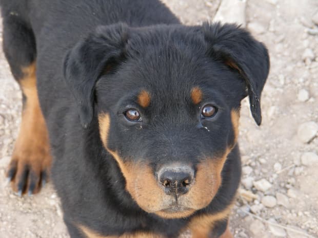 can a rottweiler live in croatia