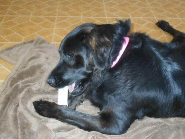 best bones for dogs teeth