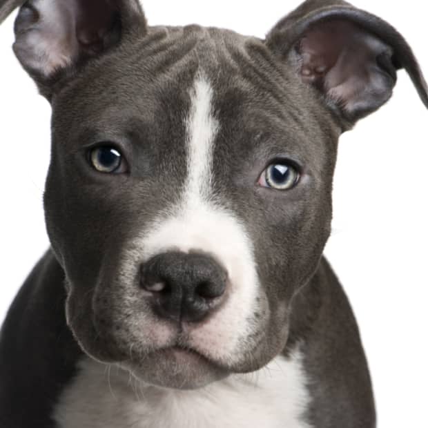 are american pitbull terriers good family dogs