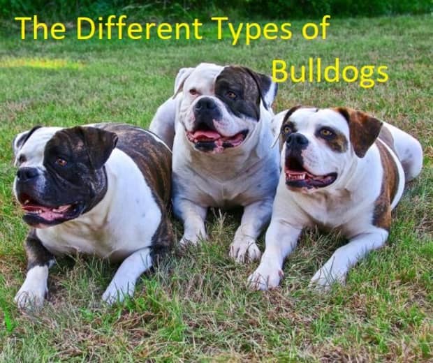 bulldog what is difference between french american and english
