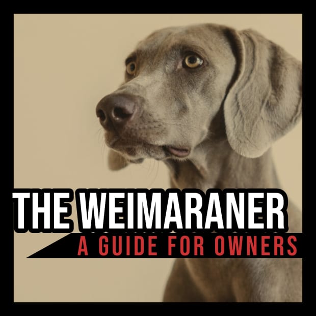 do weimaraners smell bad