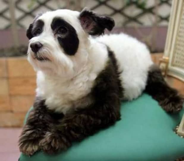 teacup panda dog