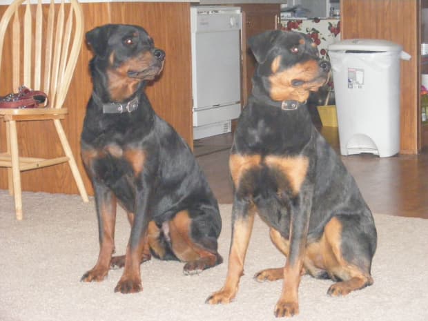 are rottweilers at incresed risk for thyroid crisis