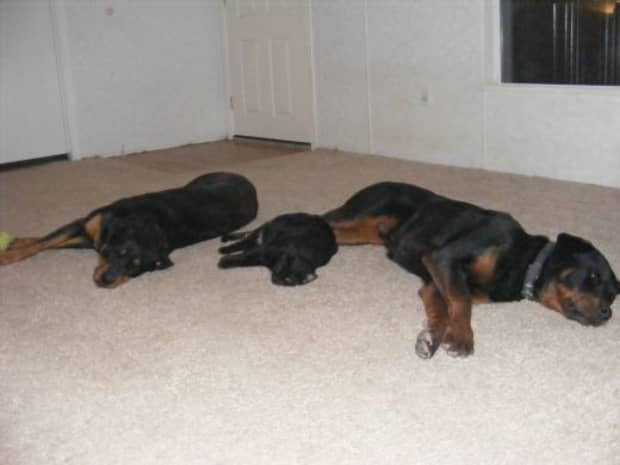 are rottweilers at incresed risk for thyroid crisis