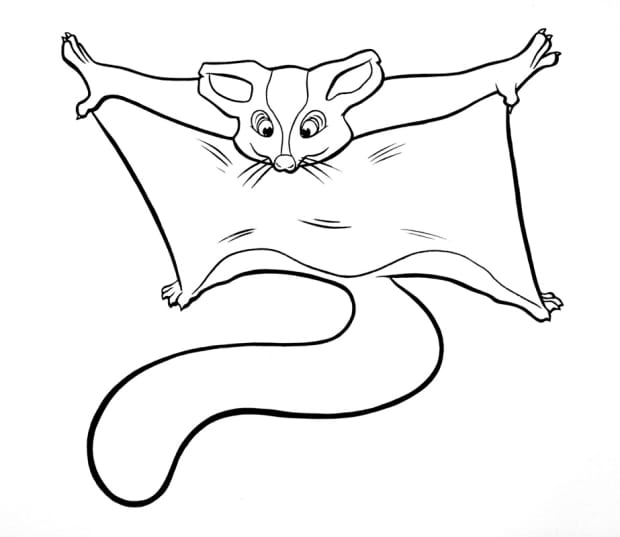 sugar gliders coloring pages