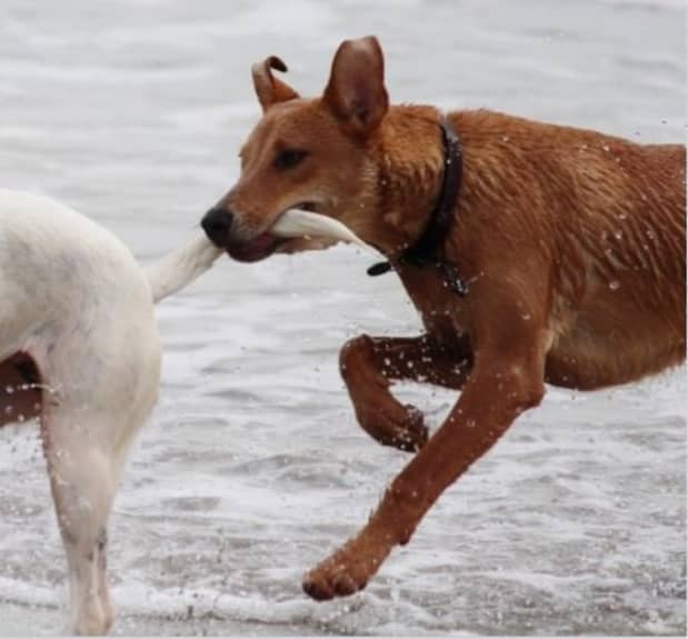 how can you tell if dogs are fighting or playing