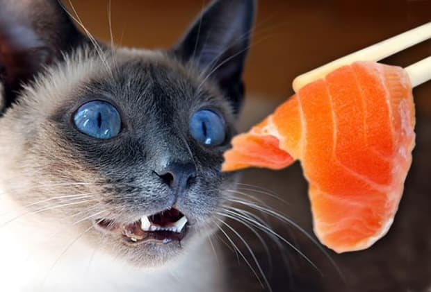 is salmon good for kittens