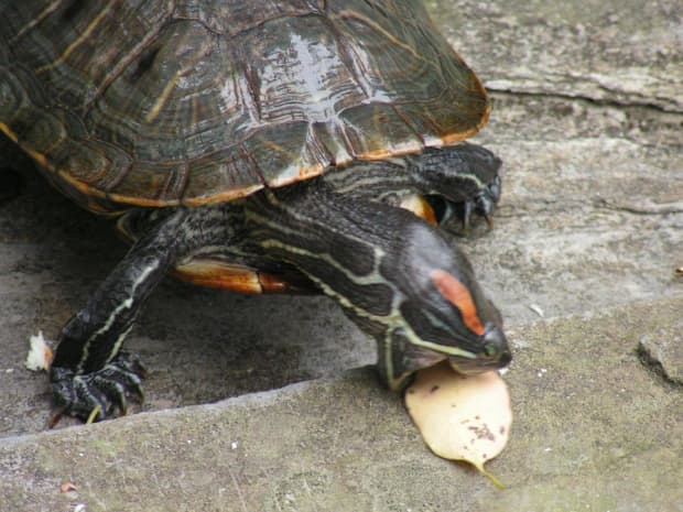 what do painted turtles eat in captivity