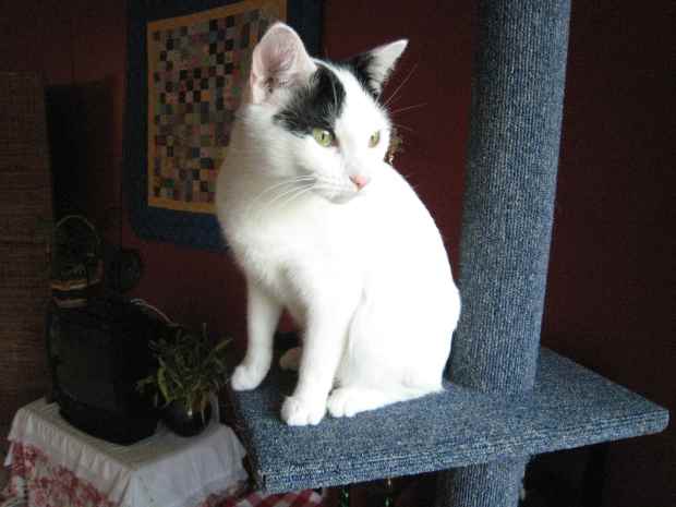 rural king pine pellets