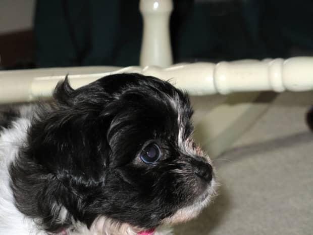 black teddy bear puppy