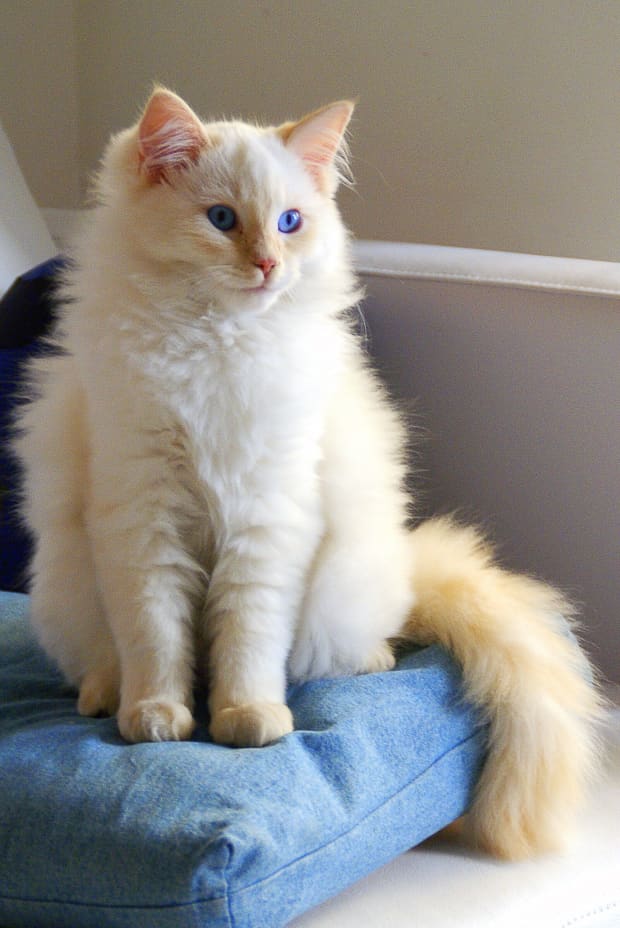 ginger rag doll cat