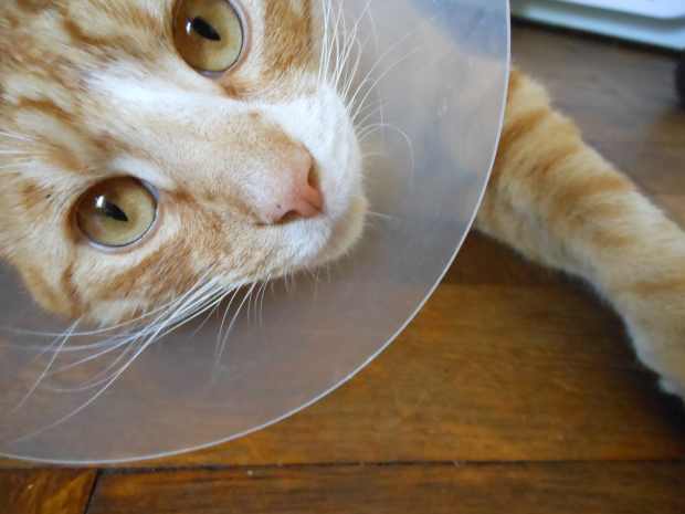 reducing cat anxiety