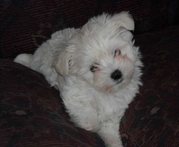 small dog breeds that are calm and easy to train