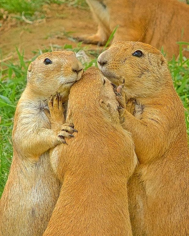 do rabbits and prairie dogs get along