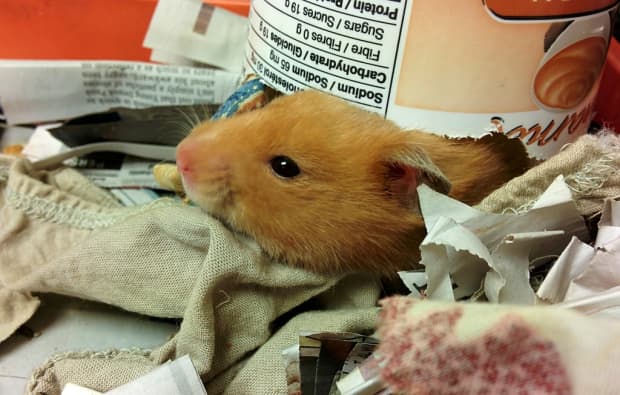 syrian hamsters pets at home