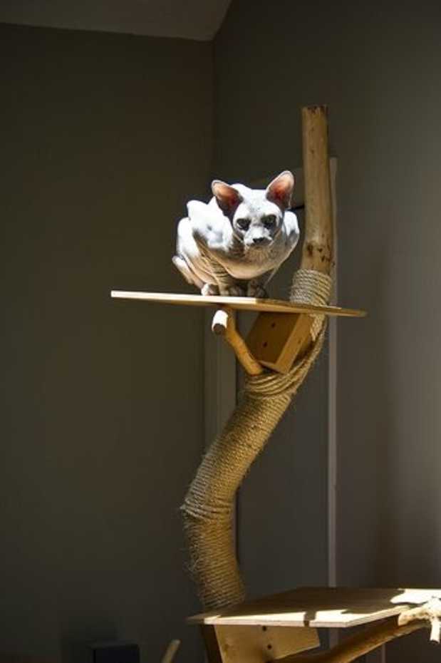 cat structures make your own