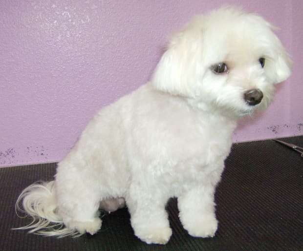 teddy bear bichon haircut