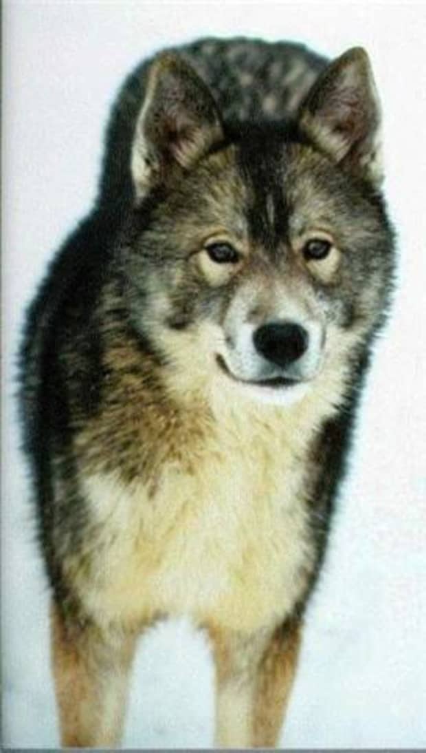 are agouti huskies rare