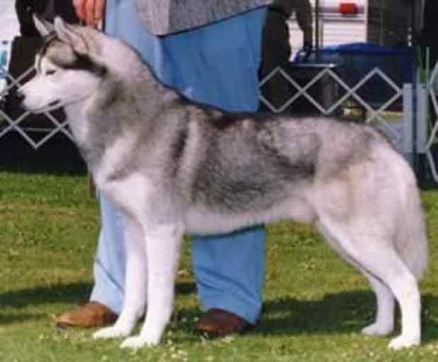 husky coats