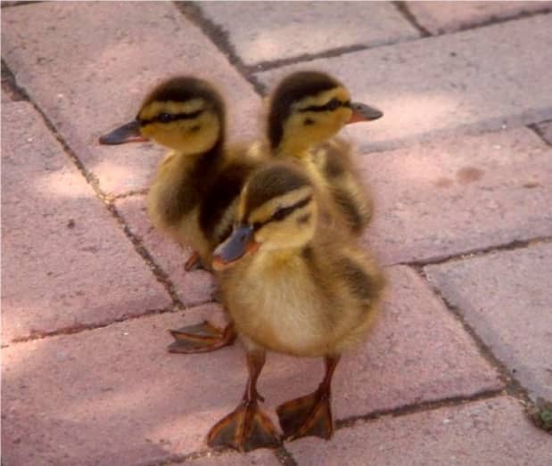 why-do-baby-ducks-chirp-so-much