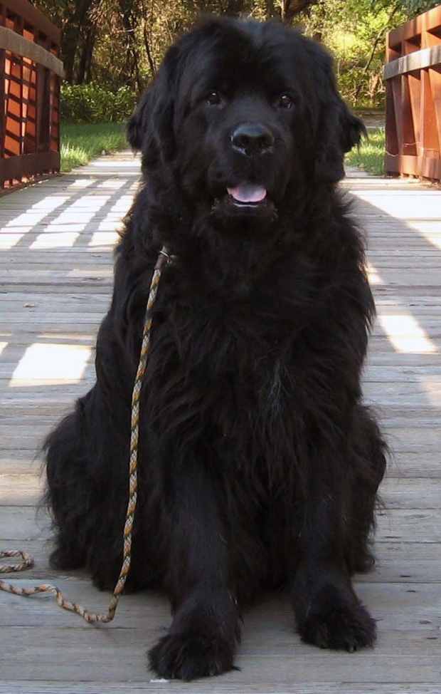 very large black dog