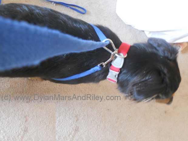 diy no pull dog harness