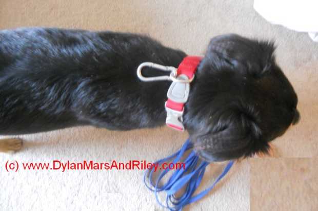diy no pull dog harness