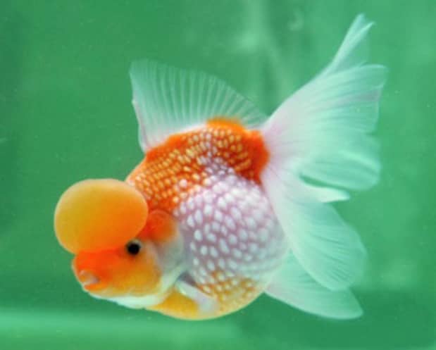 bubble head goldfish