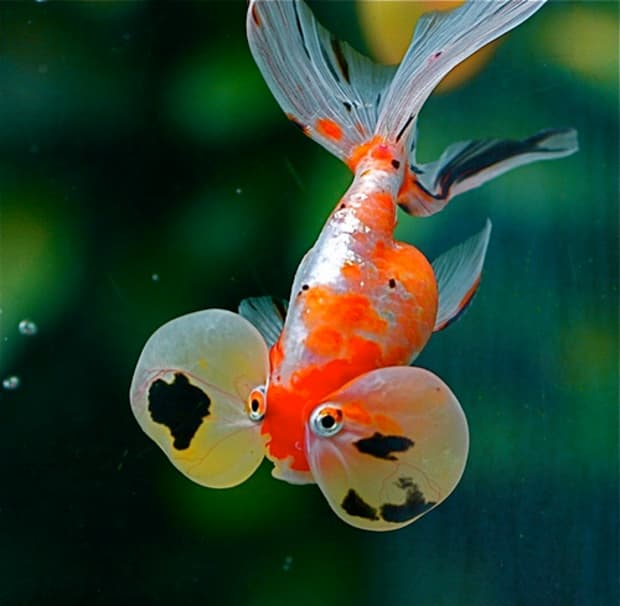 calico common goldfish