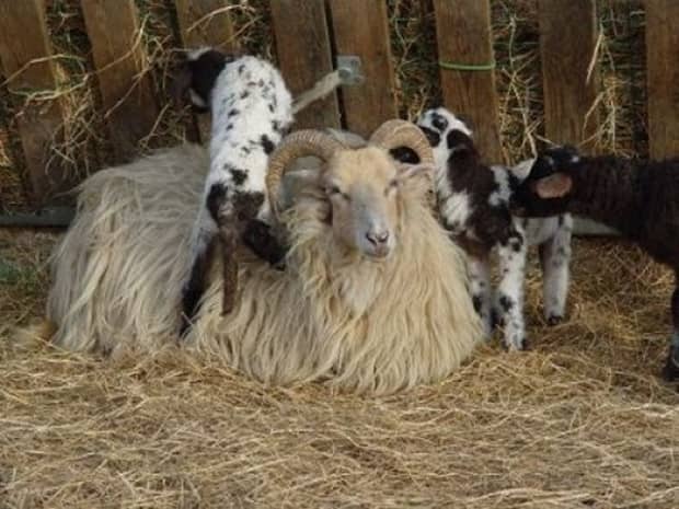 5X Drink Bottle Nipple Teat Lamb Feed Kids Pets Pup Orphan Soft Ewe Goats She WF 