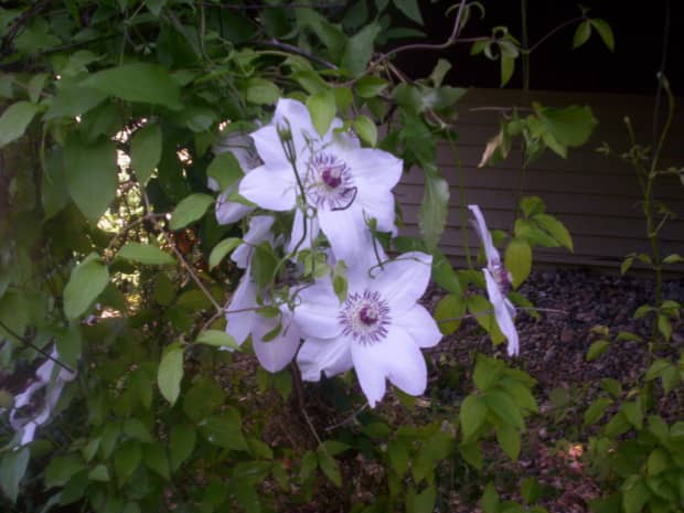 are clematis lilies safe for dogs