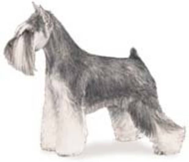 what dog group is the schnauzer in