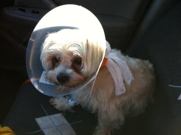 what causes bladder stones in shih tzus