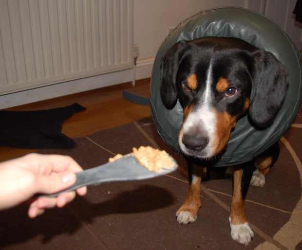 dog cone argos
