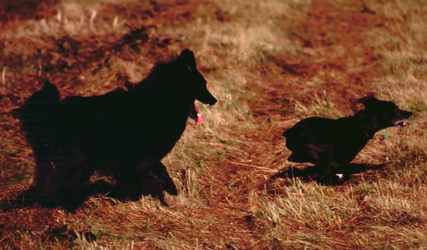 how can you tell if dogs are fighting or playing