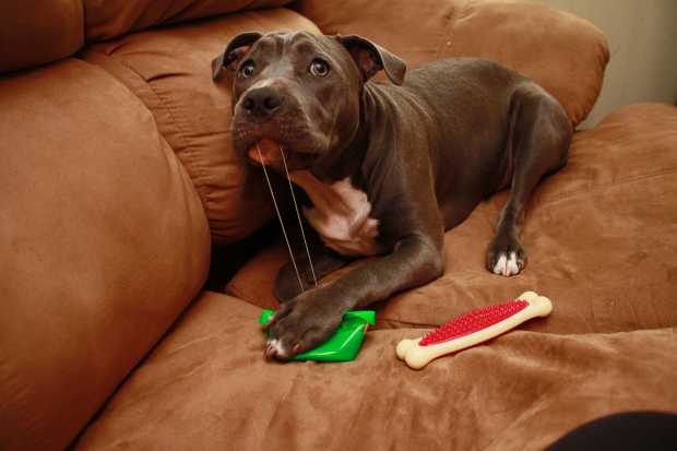 how to leash train a stubborn puppy