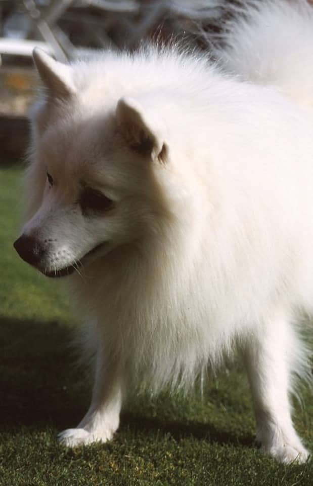 can a american pit bull terrier and a japanese spitz be friends